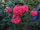 phlox tequila
