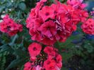 phlox tequila