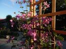 clematis heather herschell