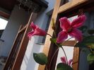 Clematis Princess Red