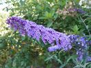 buddleja Empire Blue