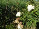 hydrangea pan. Vanille Fraise