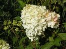 hydrangea pan. Vanille Fraise