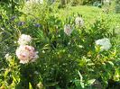 hydrangea pan. Polar Bear