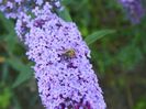 buddleja Empire Blue