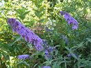 buddleja Empire Blue