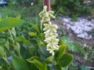 clethra alnifolia