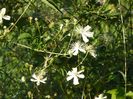 clematis Summer Snow
