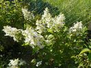hydrangea pan. Grandiflora