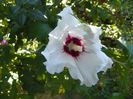 hibiscus syriacus