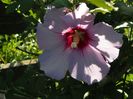 hibiscus syriacus