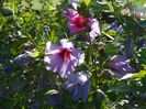 hibiscus syriacus