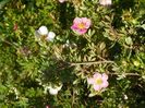 potentilla Little Princess