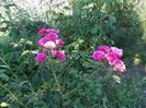 Elmshorn