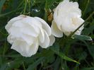 Uetersener Klosterrose