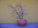 Corokia cotoneaster