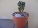 Peperomia columella