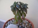 Peperomia columella