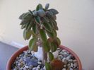Peperomia columella