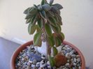 Peperomia columella