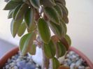 Peperomia columella