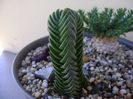 Crassula cv. Buddha's Temple