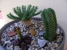 Crassula cv. Buddhas Temple & Crassula pyramidalis