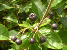 Aronia