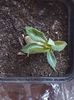 Pachipodium succulentum-are varful indoit de tot, sper sa-si revina