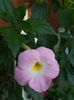Vie en Rose