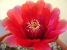 Gymnocalycium baldianum