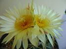 Coryphantha elephantidens v. sulcolanata