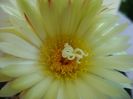 Coryphantha elephantidens v. sulcolanata