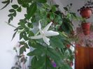 "Officinale" ...nu-i place caldura sufocanta.