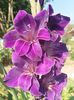 Gladiola