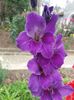 Gladiola