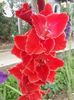 Gladiole