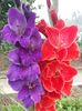 Gladiole