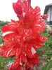 Gladiola