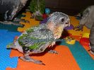 Caique - Blackheaded parrot