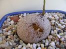 Dioscorea elephantipes ciugulita de pasari