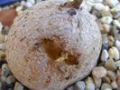 Dioscorea elephantipes ciugulita de pasari