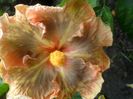 tAHITIAN l EOPARD eMPRESS