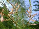 Tamarix a doua inflorire