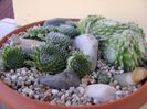 Orostachys spinosa & Sempervivum arachnoideum