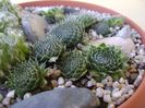 Orostachys spinosa