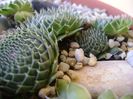 Orostachys spinosa