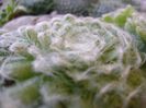 Sempervivum arachnoideum