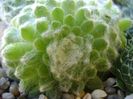 Sempervivum arachnoideum