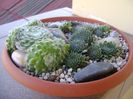 Orostachys spinosa & Sempervivum arachnoideum